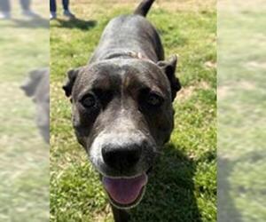 American Pit Bull Terrier Dogs for adoption in Tulsa, OK, USA