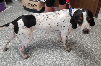 German Shorthaired Pointer-Unknown Mix Dogs for adoption in Carroll, IA, USA