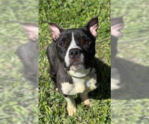 American Staffordshire Terrier Dogs for adoption in Fort Lauderdale, FL, USA