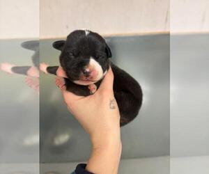 American Pit Bull Terrier-Unknown Mix Dogs for adoption in Calgary, Alberta, Canada