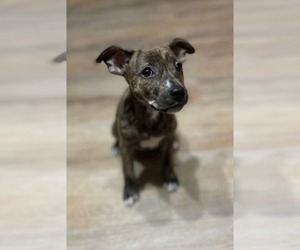 Mutt Dogs for adoption in New London, WI, USA