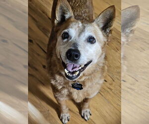 Mutt Dogs for adoption in Garden City, NY, USA