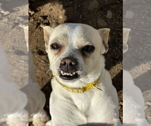 Chihuahua-Unknown Mix Dogs for adoption in Chico, CA, USA