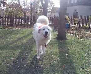 Small Great Pyrenees