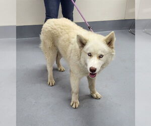 Medium Photo #1 Siberian Husky-Unknown Mix Puppy For Sale in Louisville, KY, USA