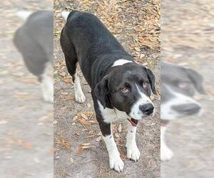 Labrador Retriever-Unknown Mix Dogs for adoption in Houston, TX, USA