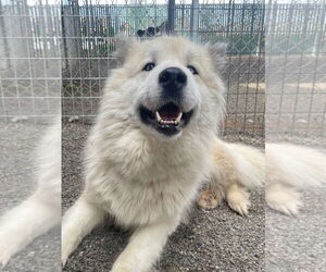 Great Pyrenees-Huskies Mix Dogs for adoption in Woodland, CA, USA