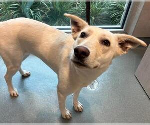 German Shepherd Dog-Unknown Mix Dogs for adoption in Baytown, TX, USA