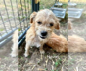 Wapoo Dogs for adoption in Thorndale, TX, USA