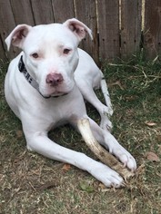 Bullboxer Pit Dogs for adoption in Dallas, TX, USA