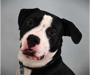American Pit Bull Terrier-Unknown Mix Dogs for adoption in Fort Collins, CO, USA