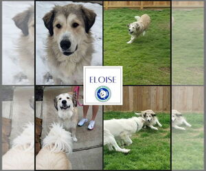 Great Pyrenees-Unknown Mix Dogs for adoption in Houston, TX, USA