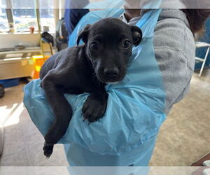 American Staffordshire Terrier-Unknown Mix Dogs for adoption in Raleigh, NC, USA