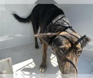 Border Collie-Unknown Mix Dogs for adoption in Houston, TX, USA