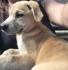 Medium Photo #1 Mastiff-Unknown Mix Puppy For Sale in Fort Lauderdale, FL, USA
