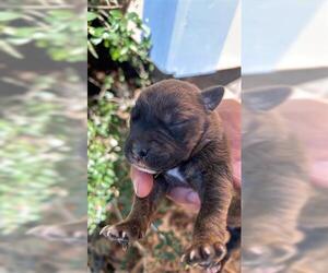 American Pit Bull Terrier Dogs for adoption in Houston, TX, USA
