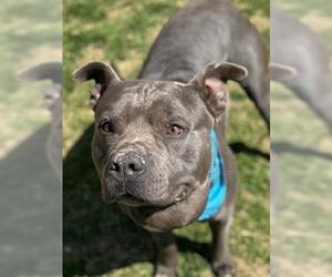 American Pit Bull Terrier-Unknown Mix Dogs for adoption in Tulsa, OK, USA