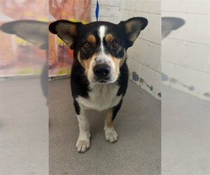 Cardigan Welsh Corgi-German Shepherd Dog Mix Dogs for adoption in San Bernardino, CA, USA