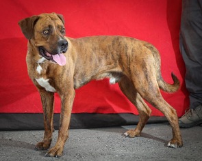 Boxador Dogs for adoption in Pasadena, CA, USA