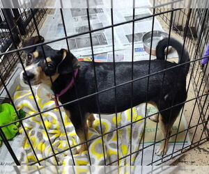 Cheagle Dogs for adoption in Mukwonago, WI, USA