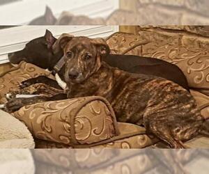Mountain Cur-Unknown Mix Dogs for adoption in Katy, TX, USA