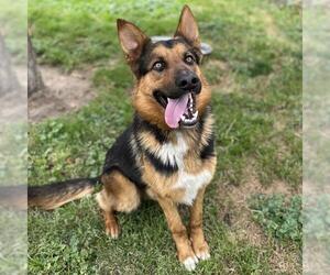 German Shepherd Dog-Unknown Mix Dogs for adoption in Modesto, CA, USA