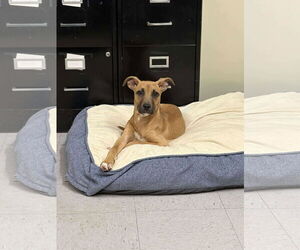 American Pit Bull Terrier-Unknown Mix Dogs for adoption in Low Moor, VA, USA