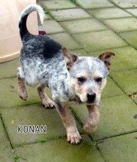 Australian Cattle Dog Dogs for adoption in Lindsay, CA, USA