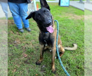 Mutt Dogs for adoption in Long Beach, CA, USA