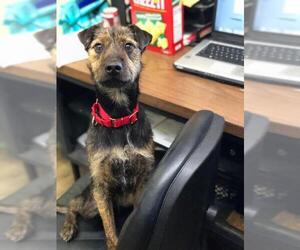 Small Border Terrier Mix