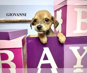 Medium Photo #1 Dachshund Puppy For Sale in GILBERTS, IL, USA