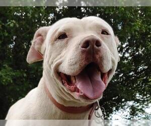 American Pit Bull Terrier Dogs for adoption in Cookeville, TN, USA