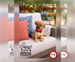 Dachshund Dogs for adoption in Menifee, CA, USA