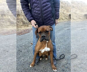 Boxer Dogs for adoption in Dana Point, CA, USA