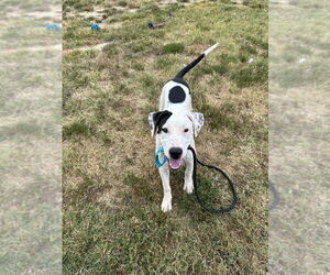 Labrador Retriever-Unknown Mix Dogs for adoption in Evansville, IN, USA