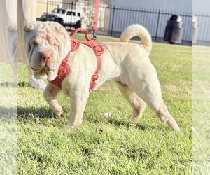 Chinese Shar-Pei Dogs for adoption in Forney, TX, USA