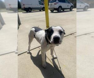American Bulldog Dogs for adoption in Forestville, MD, USA
