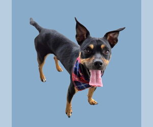 Chihuahua Dogs for adoption in Bakersfield, CA, USA