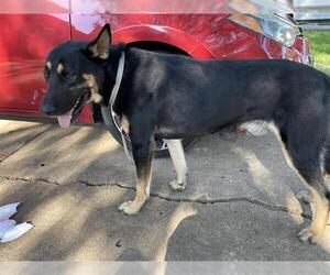 German Shepherd Dog Dogs for adoption in Houston, TX, USA