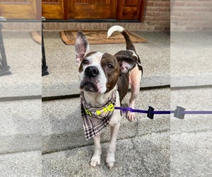 Mutt Dogs for adoption in Germantown, OH, USA