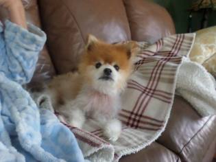 Pomeranian Dogs for adoption in Hedgesville, WV, USA