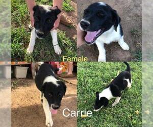 Border-Aussie Dogs for adoption in toms river, NJ, USA