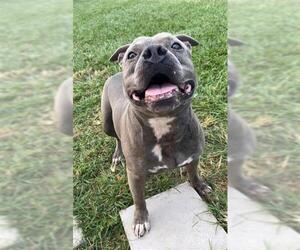 American Pit Bull Terrier-Unknown Mix Dogs for adoption in Rosenberg, TX, USA