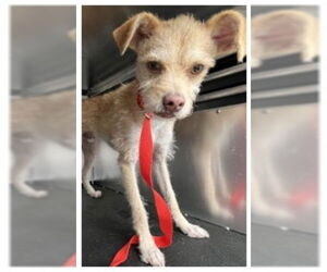 Mutt Dogs for adoption in Newport Beach, CA, USA