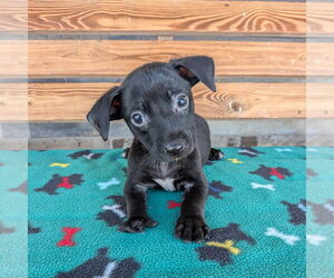 Chihuahua-Unknown Mix Dogs for adoption in Chico, CA, USA