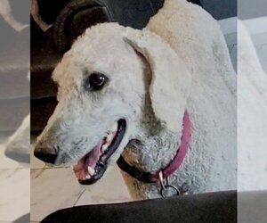 Poodle (Standard) Dogs for adoption in San Diego, CA, USA