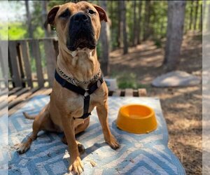 Presa Canario Dogs for adoption in Brights Grove, Ontario, Canada