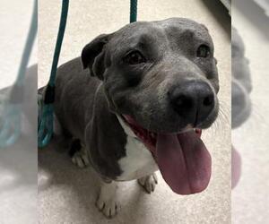 Mutt Dogs for adoption in Bakersfield, CA, USA