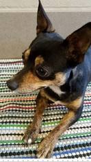 Chihuahua Dogs for adoption in Enid, OK, USA