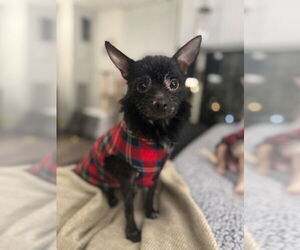 Chihuahua-Unknown Mix Dogs for adoption in Plainfield, IL, USA